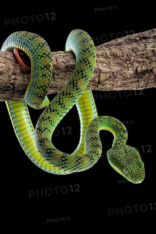 Palawan Pit Viper