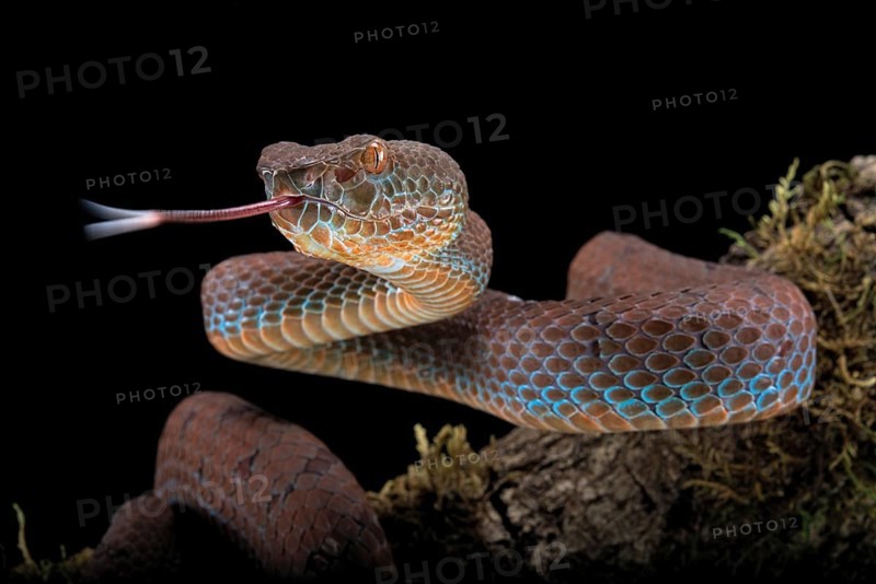 Philippines PitViper