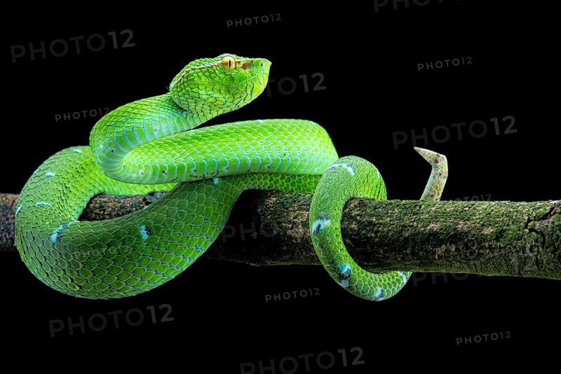 North Philippine Temple Pit Viper