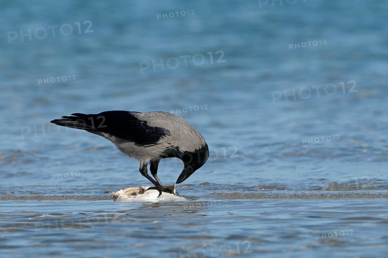 Hooded crow
