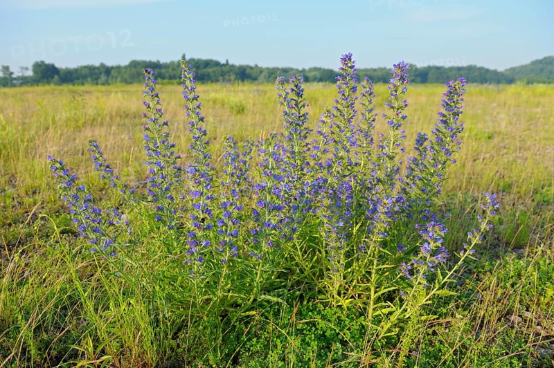 Common viper's bugloss