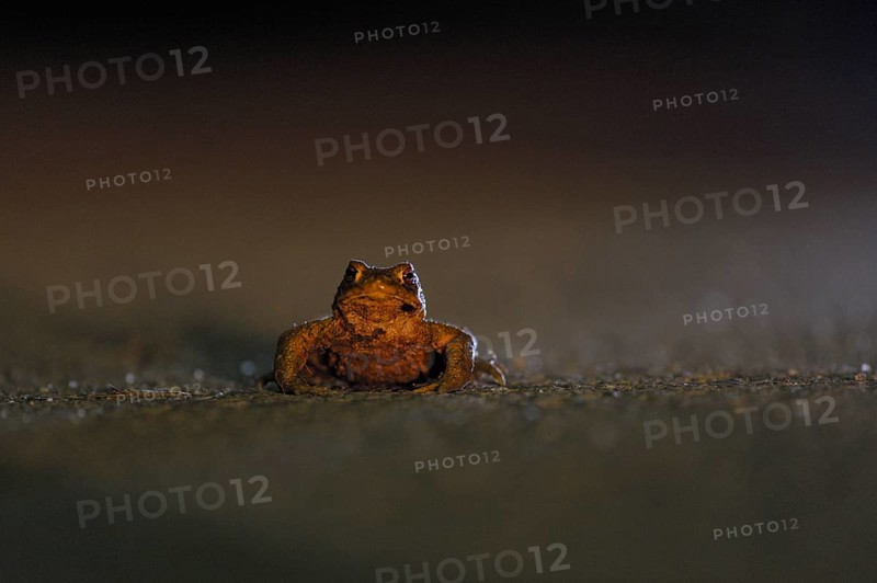 Common toad