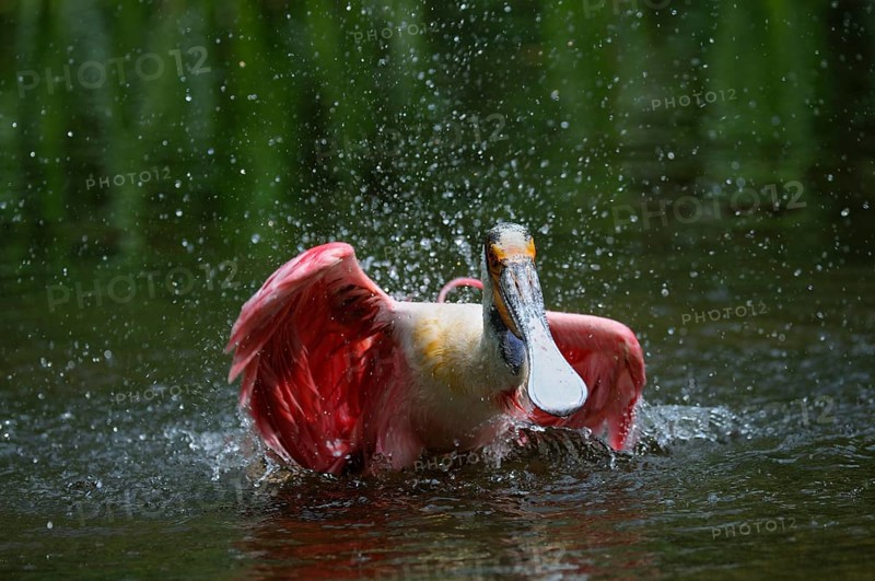 Roseate spoonbill