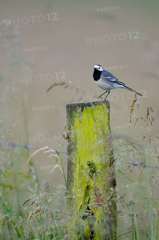 Pied Wagtail