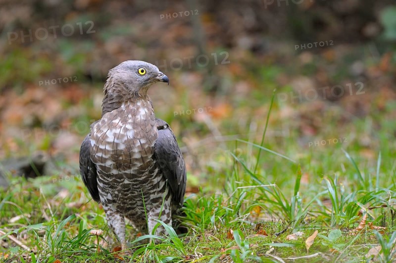 Honey buzzard