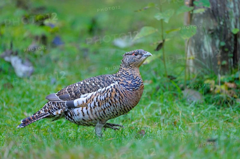 Capercaillie