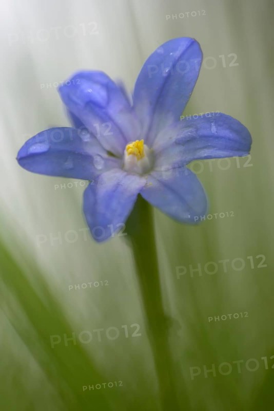 Two-leaved blue star