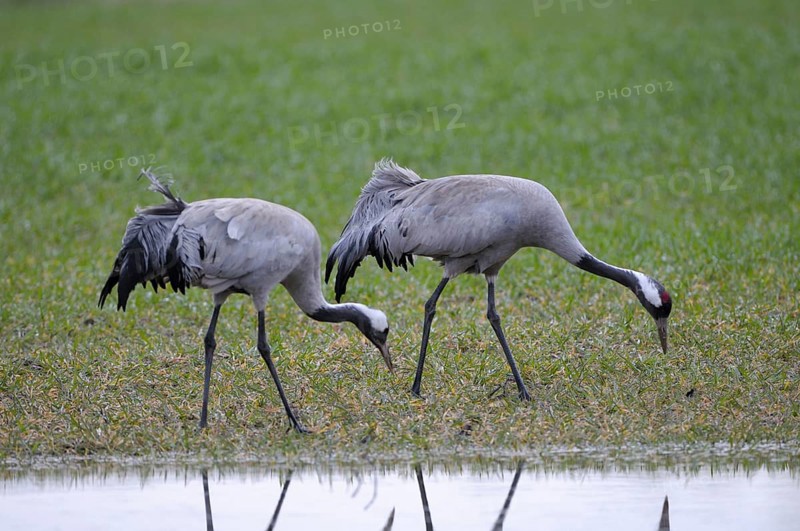 Crane