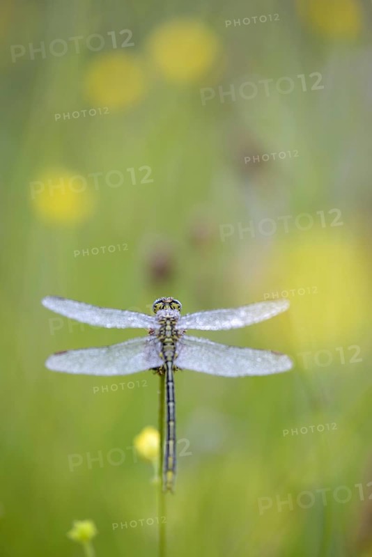 Western damselfly