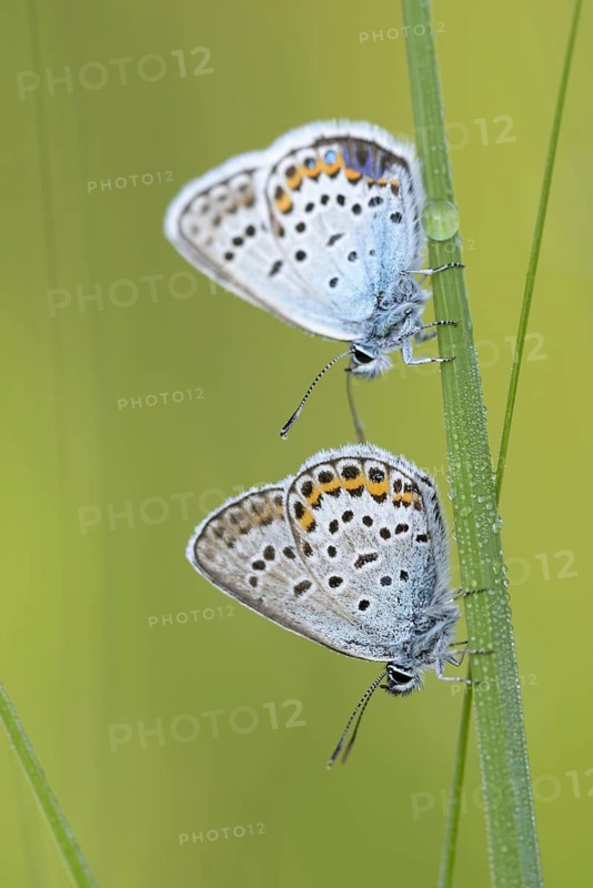 Argus blue butterfly