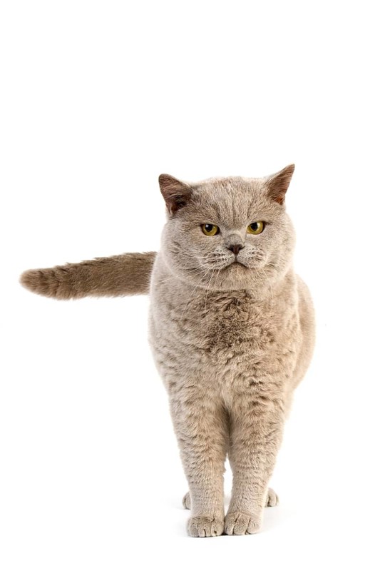 PURPLE BRITISH SHORTHAIR CAT