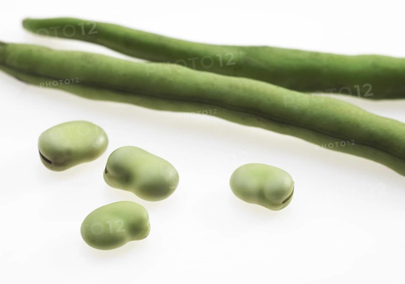Fava Bean