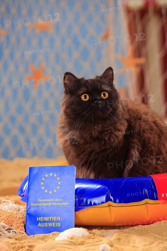 British longhair cat