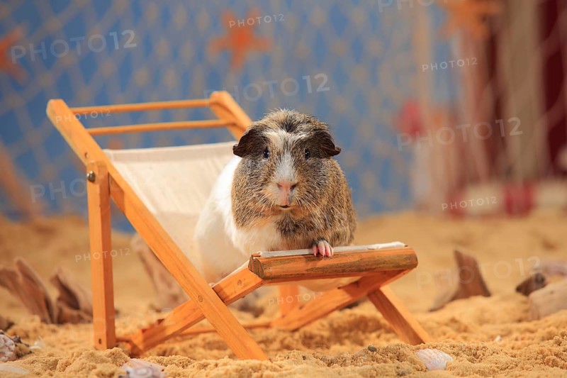 English Crested Guinea Pig Pig