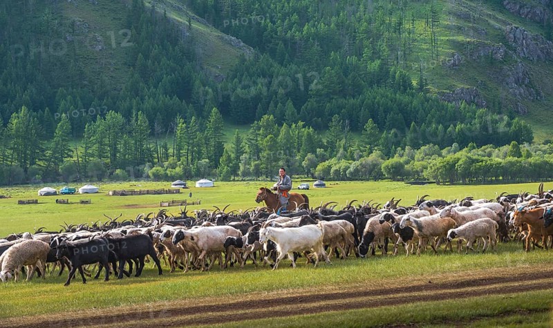 Nomads with goat herd in summer Arkhangai province