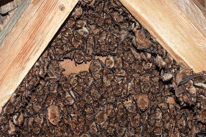 Geoffroy's bats