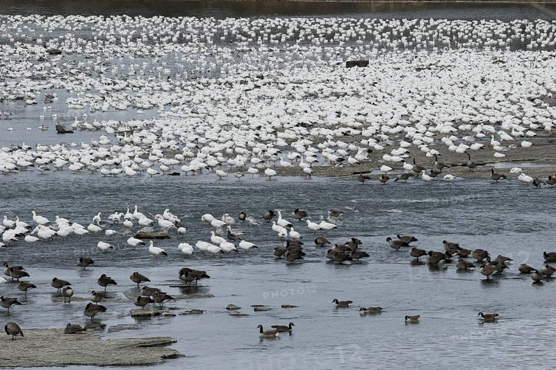 Snow geese