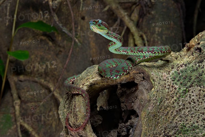 Brown-spotted pit viper