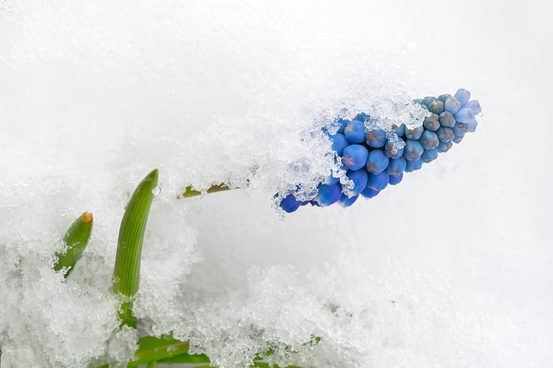 Grape hyacinth