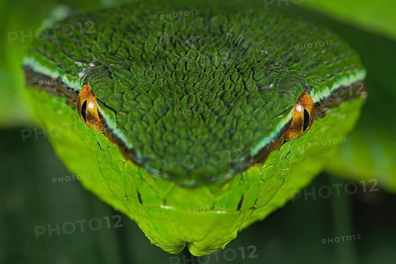North Philippine Temple Pit Viper