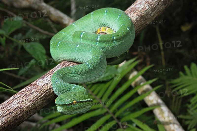 North Philippine Temple Pit Viper