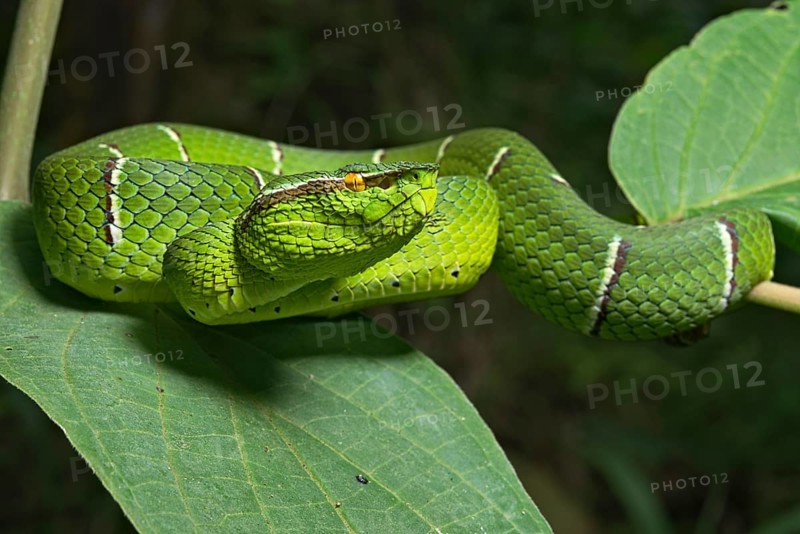 North Philippine Temple Pit Viper