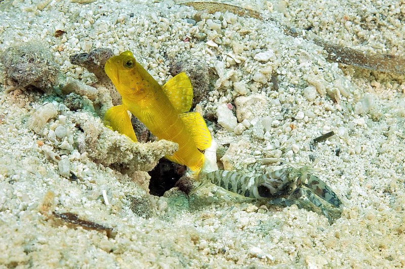 Yellow lemon watchman goby