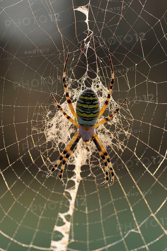Wasp spider