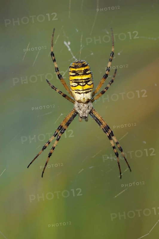 Wasp spider