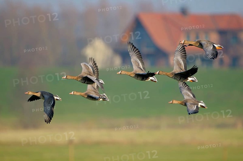 White-fronted geese