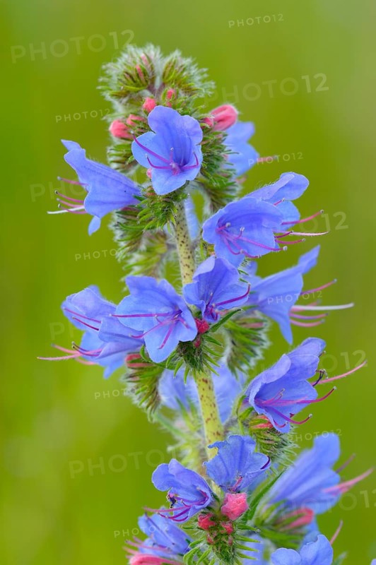 Common viper's bugloss