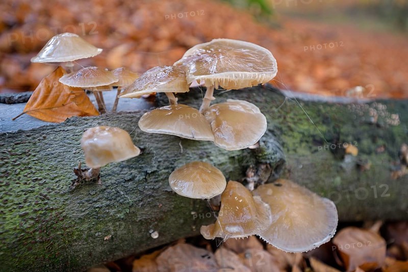 Beech slime