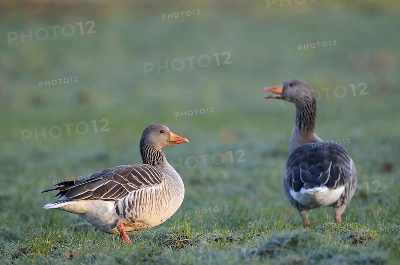 Greylag goose