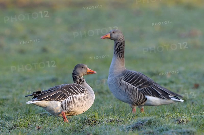Greylag goose