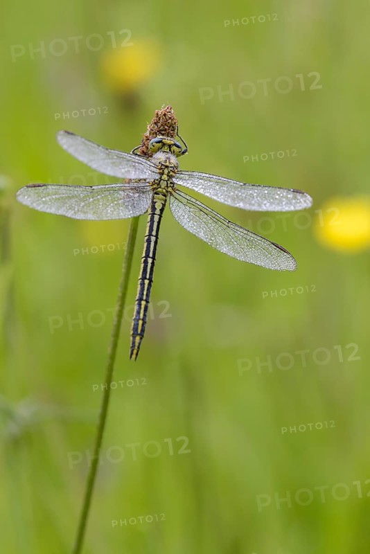 Western damselfly