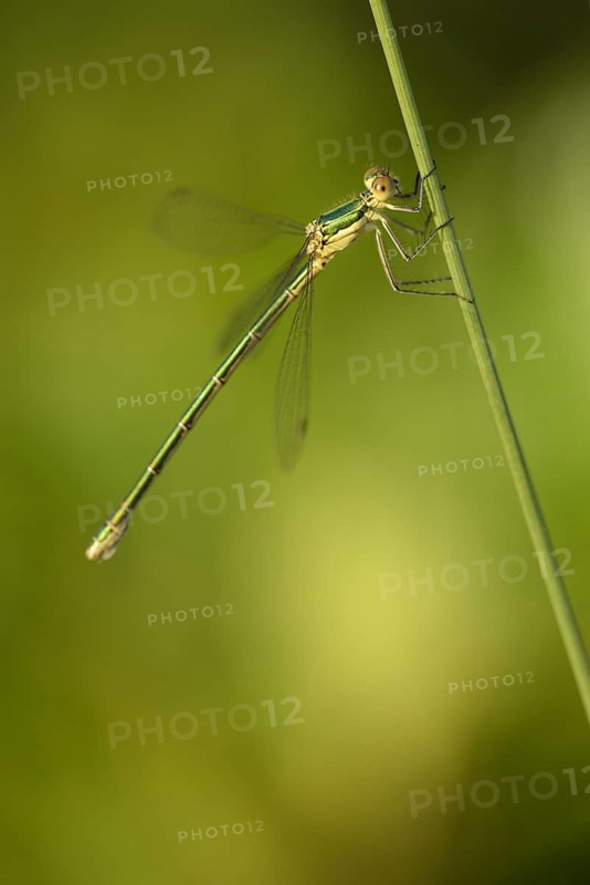 Common rush damselfly