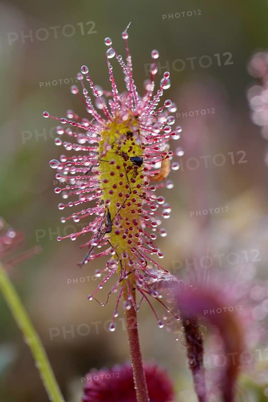 Long-leaved sundew
