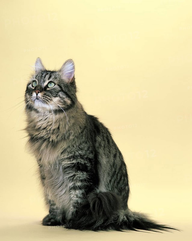 Brown Tabby Maine Coon Domestic Cat Sitting