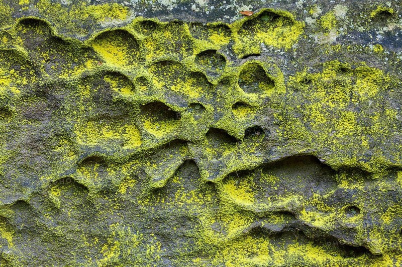 Sulphur dust lichen