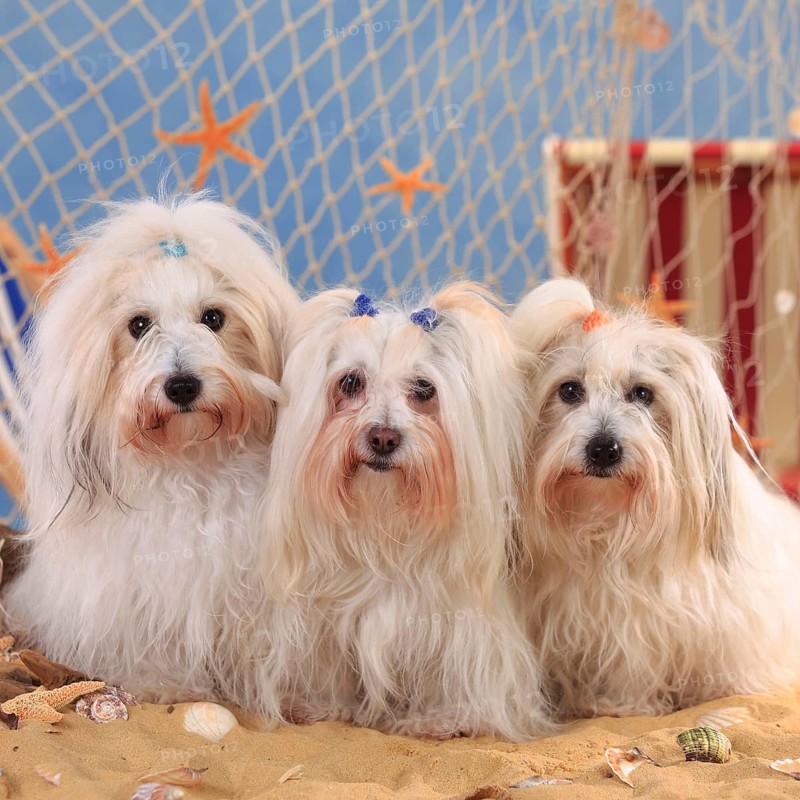 Coton de Tulear