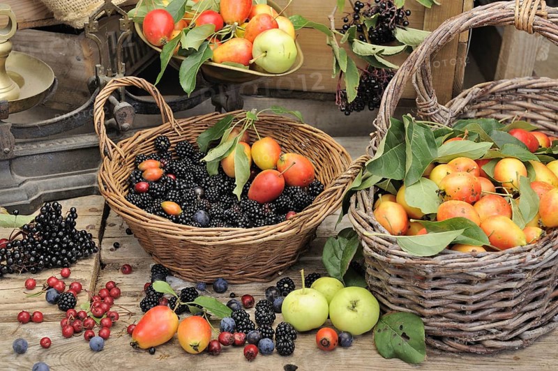 Selection of edible hedgerow fruits in baskets