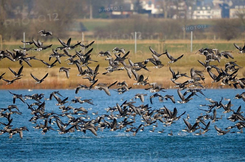 White-fronted Geese