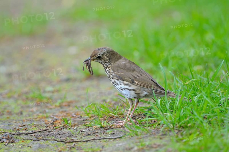 Song thrush