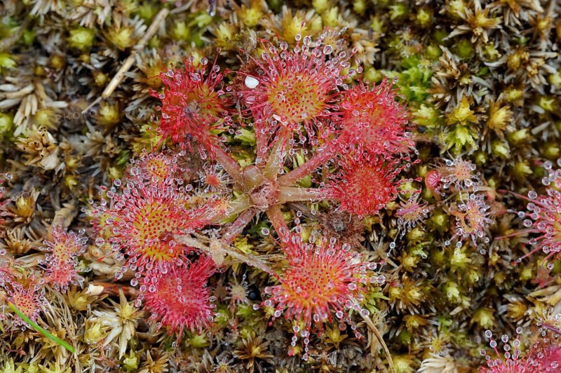 Round-leaved sundew