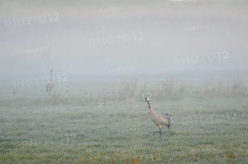 Cranes