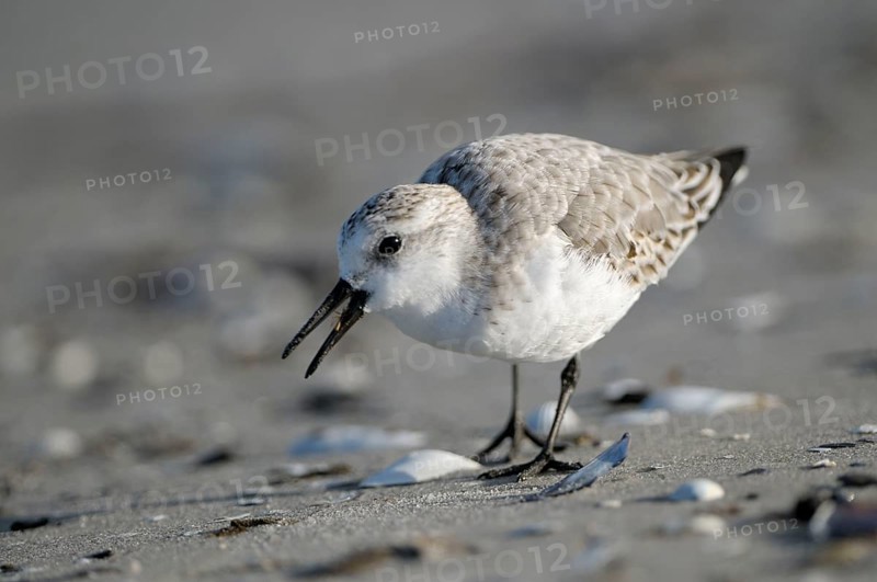 Sanderling