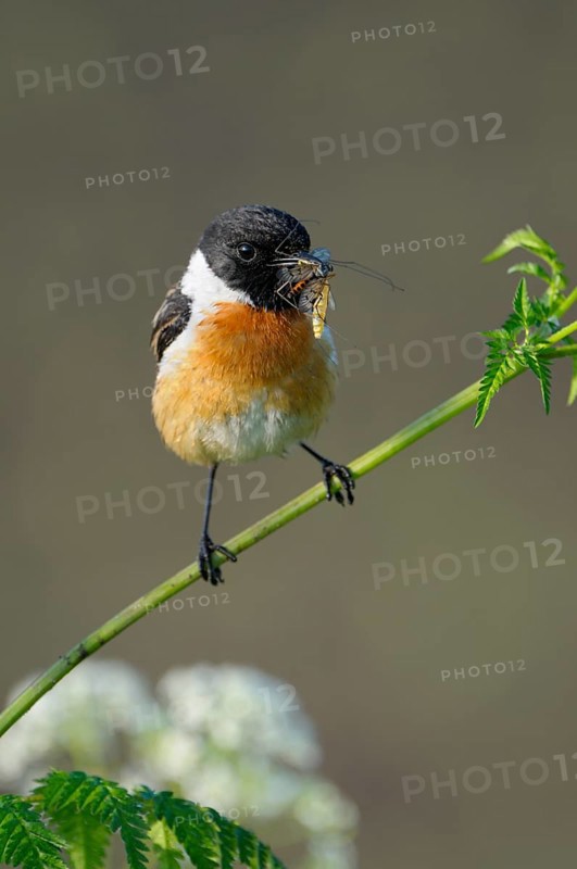 Stonechat