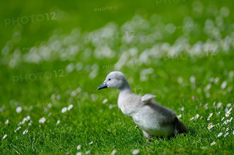 Mute swan