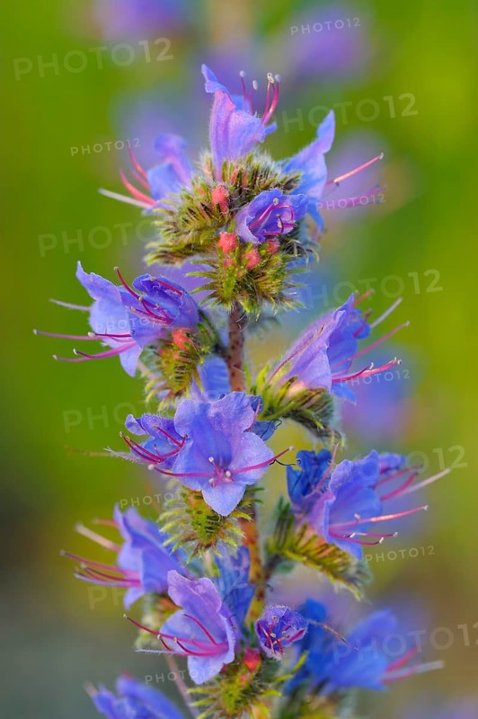 Common viper's bugloss