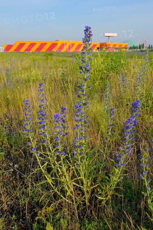 Common viper's bugloss